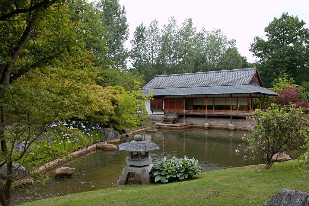 Japanse tuin belgie hasselt koivissen gele Iris ensata koi Cyprinus carpio lente bloesem kersenbloesem voorjaar